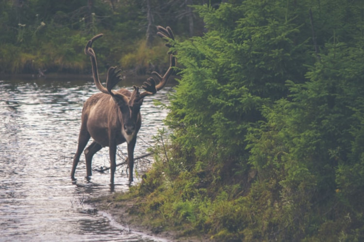 Mountain Caribou, Forest Unicorns